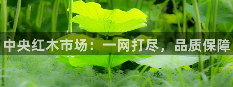 先锋娱乐理财logo