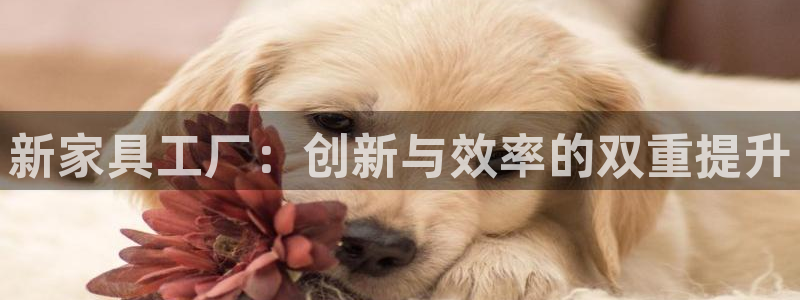 先锋娱乐简介图片